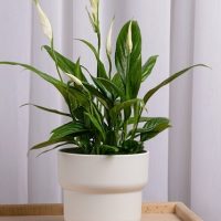 The Spathiphyllum wallisii 'Peace Lily' in a 3" pot features dark green leaves and white blooms, elegantly arranged on a wooden tray against a light-colored curtain background.