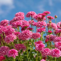 Pink chrysanthemums in full bloom under a clear blue sky.