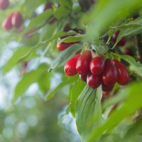 Clusters of red berries adorn a branch amid green leaves, akin to the Cornus 'Elegant™' Cornelian Cherry flourishing in an 8" pot.