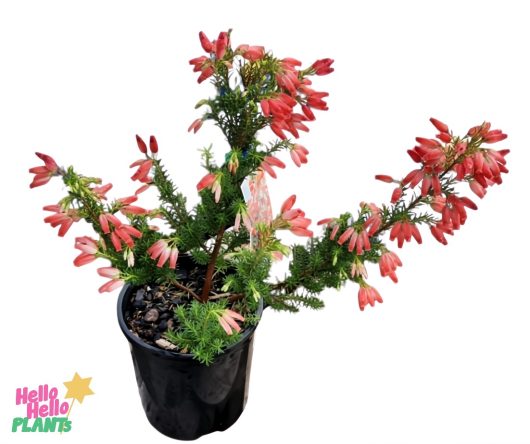 Erica oatesii ‘Winter Fire’ 6” Pot featuring slender green stems and clusters of small tubular pink flowers, pictured in a white setting with the Hello Hello Plants logo at the bottom left.