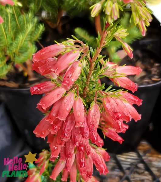 Erica oatesii ‘Winter Fire’ 6” Pot shown close-up with clusters of pink tubular flowers and water droplets, featuring the "Hello Hello Plants" logo in the bottom left corner.