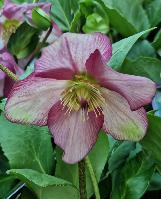 A close-up of the Helleborus 'Winter Ballet Karli' flower in a 7" pot, showing pink and white petals with yellow stamens, surrounded by lush green leaves.