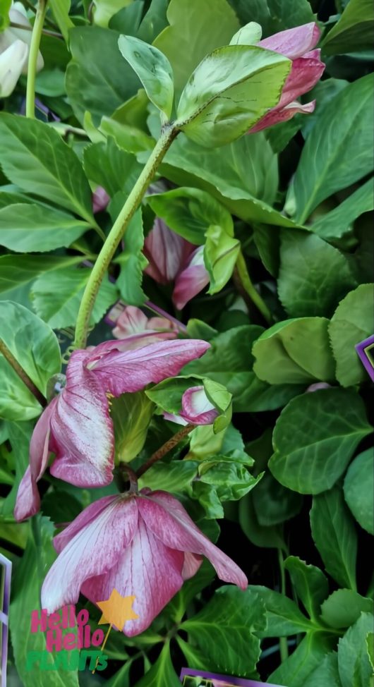 Close-up of Helleborus 'Winter Ballet Karli' 7" Pot pink flowers with green leaves; some petals look wilted. The "Hello Hello Plants" logo appears in the bottom left corner.