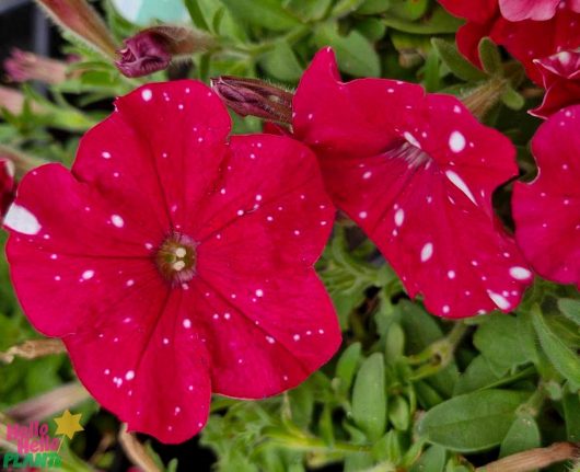 Close-up of vibrant red blooms with white speckles from Petunia 'Cherry Sky' 6" Pot, surrounded by lush green foliage.