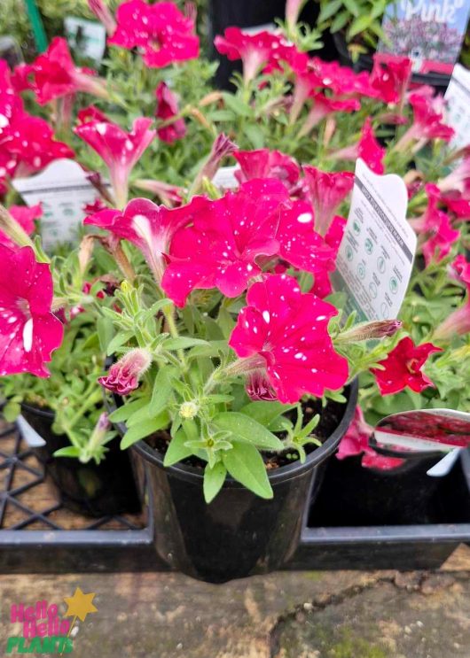A pot of Petunia 'Cherry Sky' 6", featuring pink petals with white speckles, is set in a sleek black container on a display stand, tagged with a label.