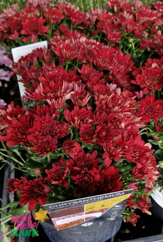 Chrysanthemum ‘Milkshake Strawberry’ in 6" pots on display with info tags and "Hello Hello PLANTS" branding. Other red chrysanthemum varieties may also be available.