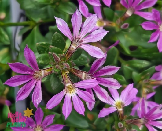 Close-up of vibrant pink scaevola flowers with lush green leaves in a 6" pot, perfectly complementing the 'Bombay Dark Blue' tones of Scaevola.