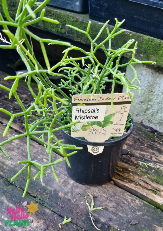 A Rhipsalis 'Mistletoe Cactus' 5" in a hanging basket is labeled as an exceptional indoor plant from Green House.