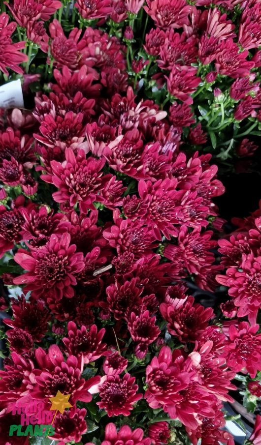 Clusters of dark pink Chrysanthemum ‘Milkshake Strawberry’ in full bloom with lush green leaves, densely arranged in a 6" pot.