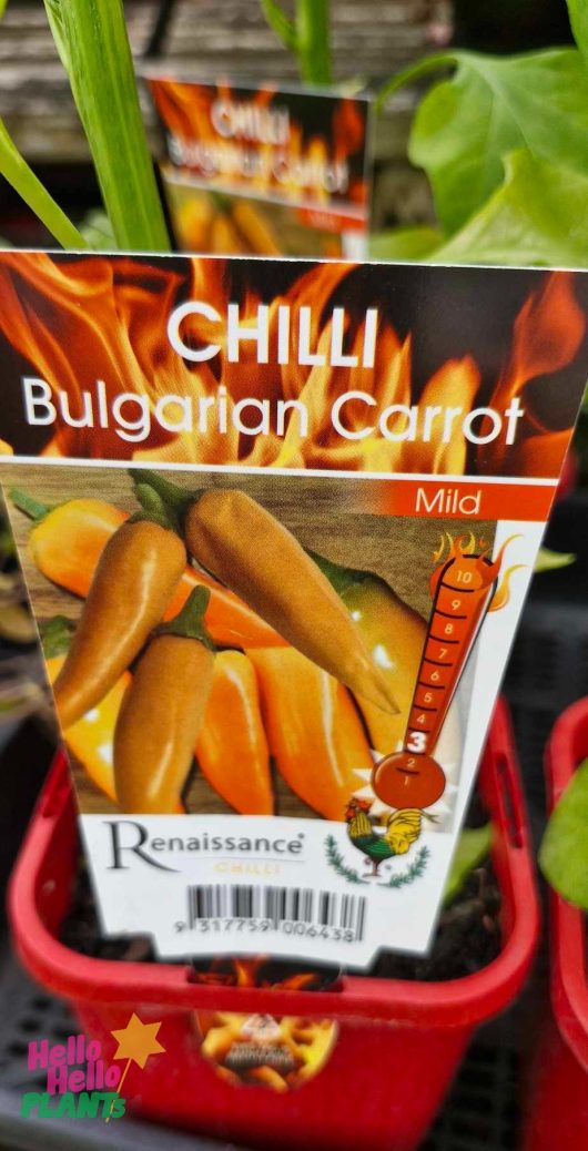 The plant label for Capsicum 'Bulgarian Carrot' Chilli 4" Pot shows mild heat with vibrant orange chilies and decorative flames.