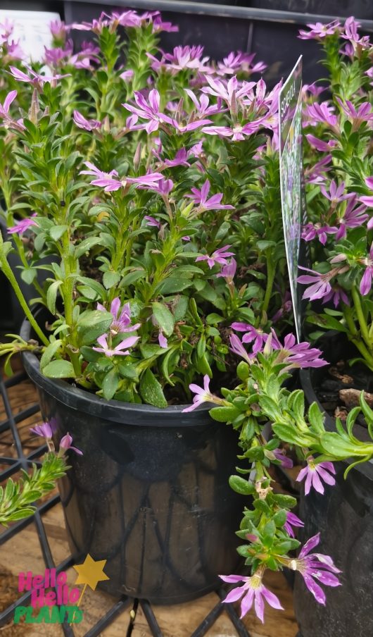 Scaevola 'Bombay Dark Blue' 6" pots, featuring green leaves and small purple flowers, sit elegantly on a metal grid surface.