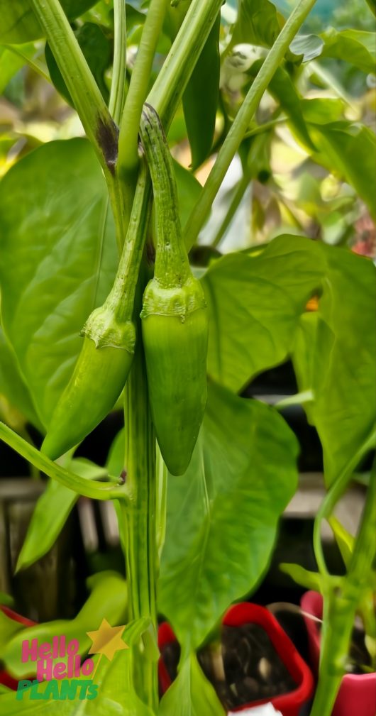 Two vibrant Capsicum 'Bulgarian Carrot' Chilli peppers thrive on a plant, surrounded by lush green leaves in a 4" pot.