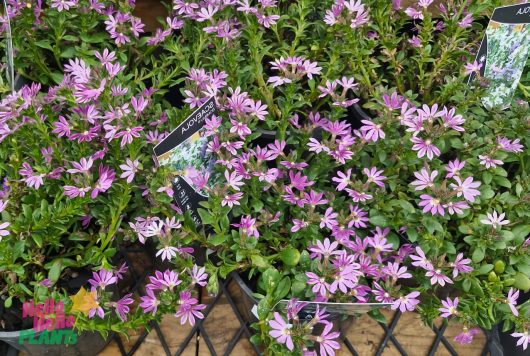 A 6" pot of Scaevola 'Bombay Dark Blue' boasts vibrant purple flowers and lush green leaves on a grid-patterned table, each plant meticulously labeled.