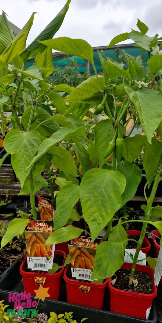 Red Capsicum 'Bulgarian Carrot' Chilli plants in 4" pots are prominently displayed in the nursery, each labeled accordingly.