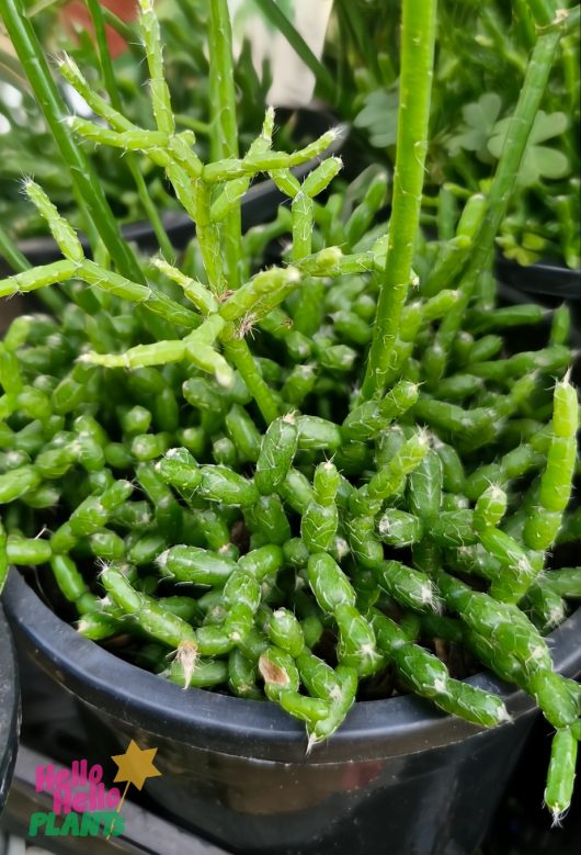 The Rhipsalis 'Mistletoe Cactus' in a 5" pot features numerous green, segmented cylindrical stems growing upwards, with a colorful text logo in the bottom left corner.