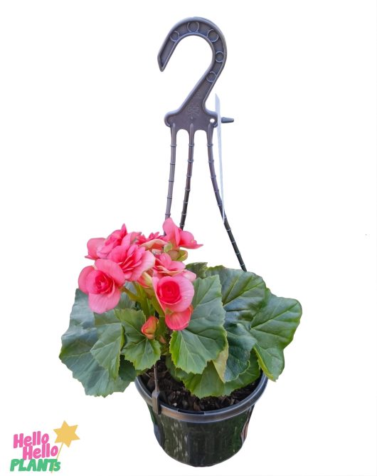 The Begonia Tuberous 'Bright Pink' 7" hanging basket features vibrant pink blooms and large green leaves, elegantly suspended from a black plastic hook.