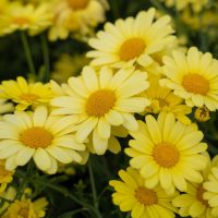 The Argyranthemum 'Yellow' Marguerite Daisy showcases vibrant yellow petals that stand out beautifully against the lush green foliage.