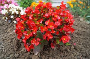 A cluster of Begonia Dragon Wing® 'Red Bronze Leaf' in an 8" hanging basket flourishes with vibrant red blooms and lush green leaves, surrounded by other flowers.