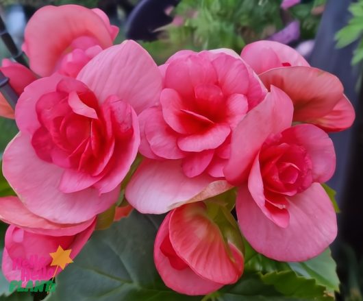 Close-up of 'Bright Pink' Begonia Tuberous hanging basket flowers with vibrant pink blossoms against lush green leaves.
