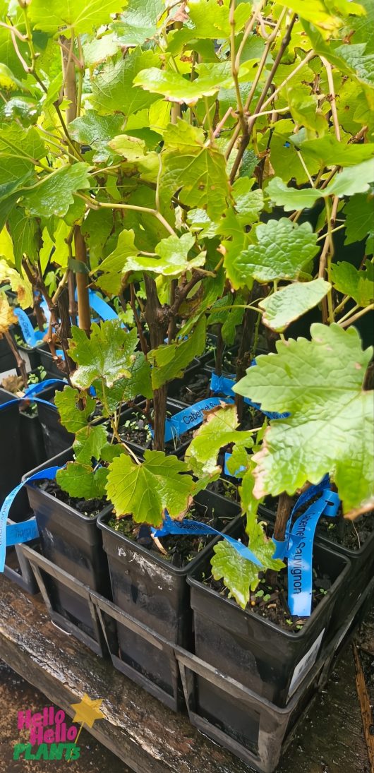 Vitis 'Cabernet Sauvignon' grape plants, showcasing green leaves, are neatly placed in black containers with blue labels.