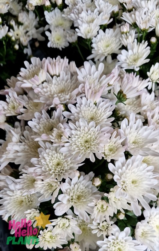 A close-up of Chrysanthemum ‘Milkshake Coconut’ in a 6" pot, displaying white blooms and lush green foliage. The colorful "Hello Hello PLANTS" logo is visible in the bottom left corner.