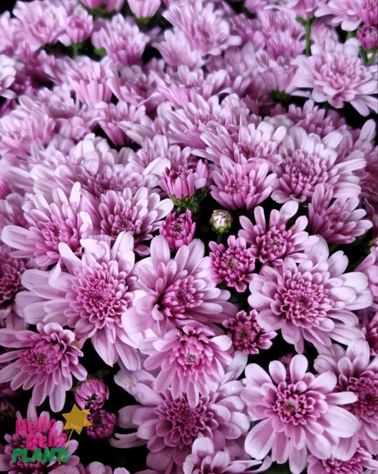 Chrysanthemum ‘Milkshake Raspberry’ in a 6" pot bursts with light purple blooms, creating a dense floral cluster that nearly hides the green foliage beneath.