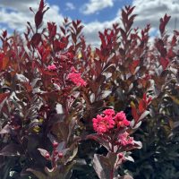 Under a partly cloudy sky, Lagerstroemia 'Pinky Pink™' Crepe Myrtle in a 6" pot beams with red leaves and bright pink flowers.
