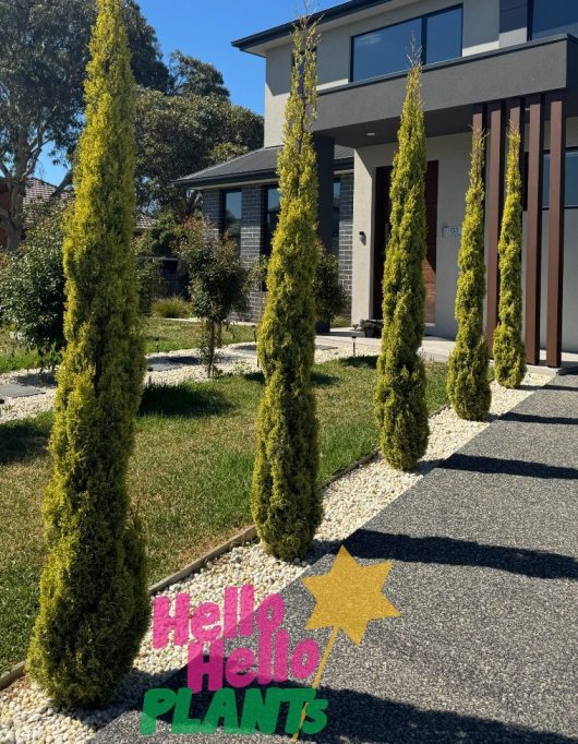 Tall, conical Cupressus 'Swanes Gold' Conifer shrubs from Hello Hello Plants line a stone pathway to a modern house. A logo with a star symbol is visible.