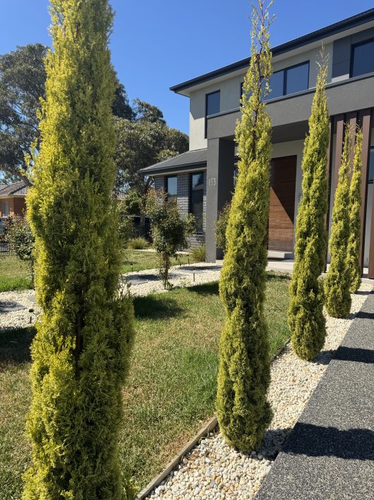 Tall, narrow Cupressus 'Swanes Gold' Conifer trees, purchased from an 8" Pot Grower Flash Sale, line a pathway leading to a modern two-story house with a wooden door.