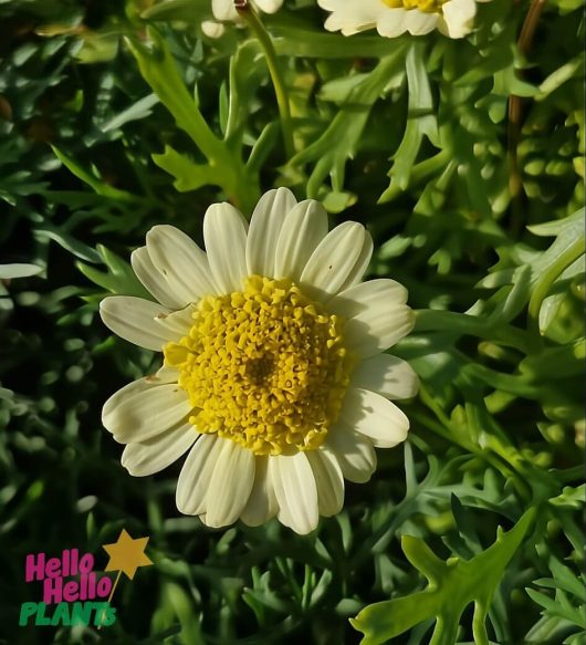 Close-up of an Argyranthemum 'Double Yellow' Marguerite Daisy in a 6" pot, surrounded by green leaves, with the "Hello Hello Plants" logo in the lower left corner.