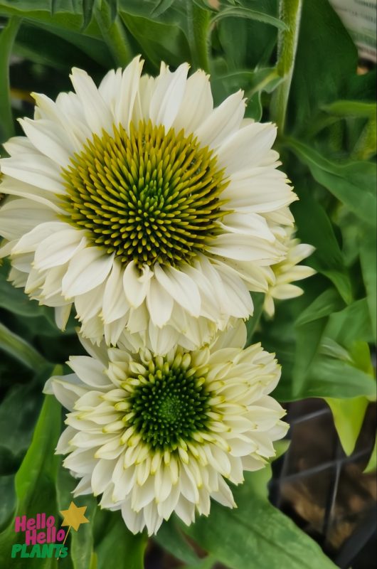 Two Echinacea Sunseekers® 'White Perfection' flowers bloom elegantly, their white cones highlighted by vivid green centers against a lush garden backdrop.