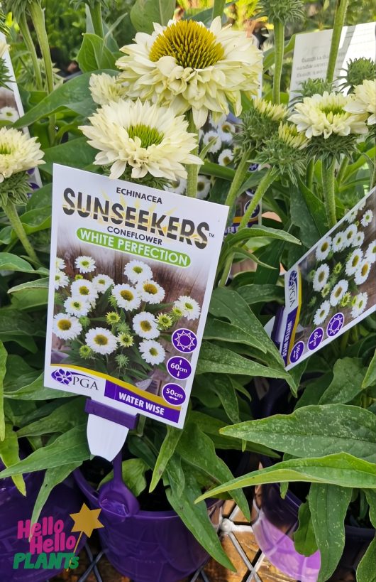 Close-up of Echinacea Sunseekers® 'White Perfection' in 6" pots showcasing their stunning white flowers, with a label noting their water-wise nature.