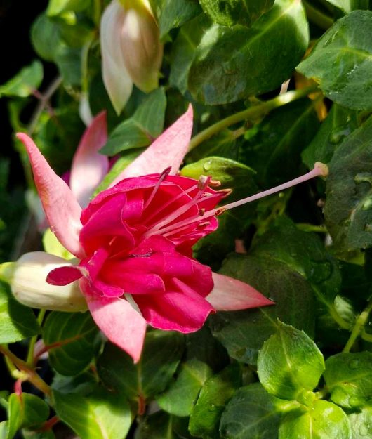 A Fuchsia 'Fairytales Ada' 10" hanging basket features a close-up of vibrant pink blooms with long stamens, framed by lush green leaves.
