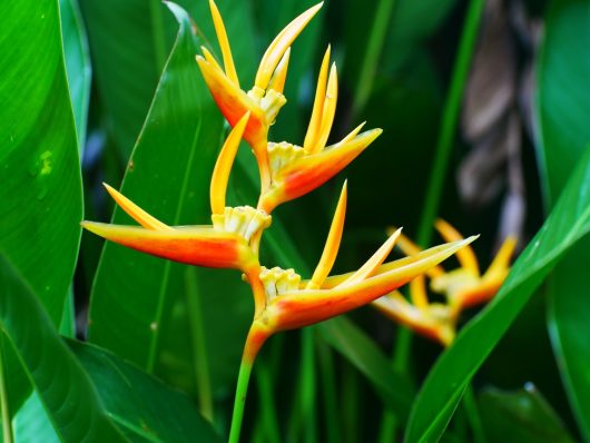 Heliconia 'Tropics' 8" Pot