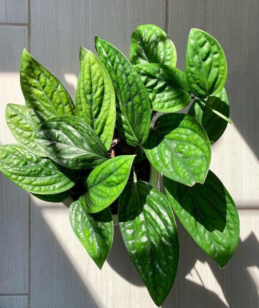 A top view of a Monstera 'Peru' 10" hanging basket, showcasing its oval green leaves with textured veins, placed on a light gray tiled floor with sunlight casting delicate shadows.
