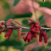 A vibrant red staghorn sumac cluster on a branch evokes the hues of a Morus 'King White Shahtoot' Mulberry 13" Pot, set against a softly blurred green and brown backdrop.