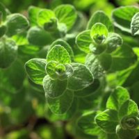 The Oregano 'Zaatar' in a 4" pot features vibrant green leaves with a striking texture and visible veins, catching sunlight for an aromatic touch.