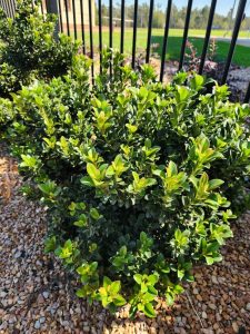 Rhaphiolepis 'Minikin' Dwarf Indian Hawthorn 6" Pot