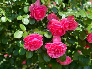 Close-up of vibrant pink roses in full bloom on a lush green Rose 'Claude Monet' bush, evoking the essence of a Monet painting.