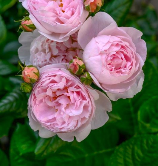 Close-up of blooming pink Rose 'Charles Darwin' (David Austin) Bush Form, surrounded by lush green leaves.