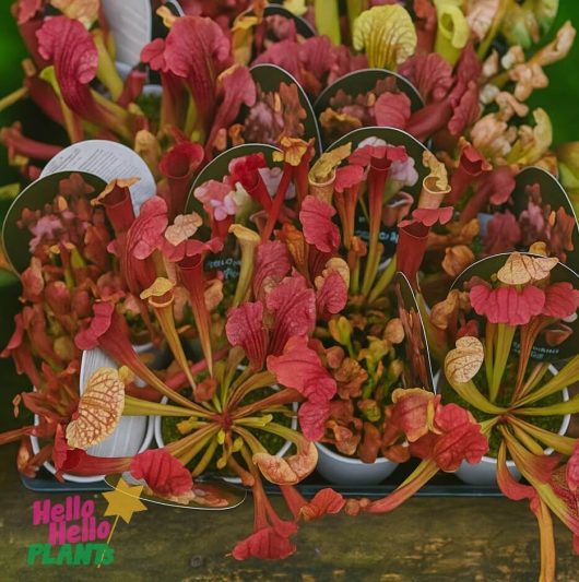 Sarracenias 'Pitcher Plants' in red and yellow, shown in 3" pots with the "Hello Hello Plants" logo in the bottom left corner.