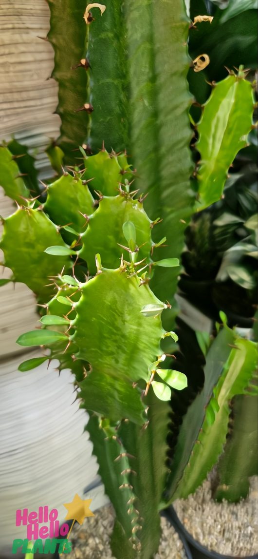 Close-up of Euphorbia eritrea 'Cowboy Cactus' in a 7" pot, showcasing its tall green ridged stems with small sharp thorns, set against a blurred brown wooden backdrop with gravel at the base for added rugged charm.