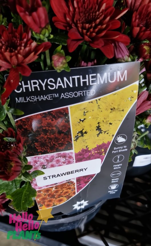 The Chrysanthemum ‘Milkshake Strawberry’ 6" Pot plant label displays assorted flower photos and highlights the 'Strawberry' variety, surrounded by bright red chrysanthemums.