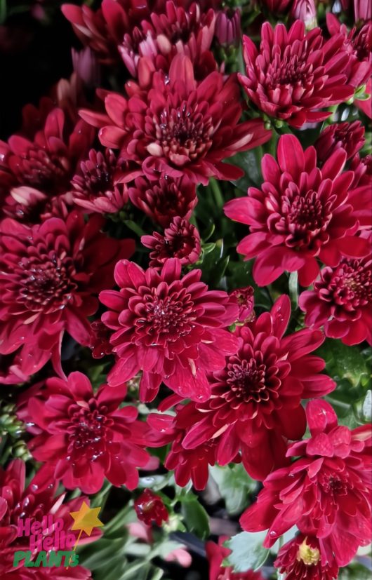 Close-up of blooming Chrysanthemum ‘Milkshake Strawberry’ in a 6" pot with dark green leaves. Dewdrops glisten on some petals. "Hello PLANTS" text appears in the lower left corner.