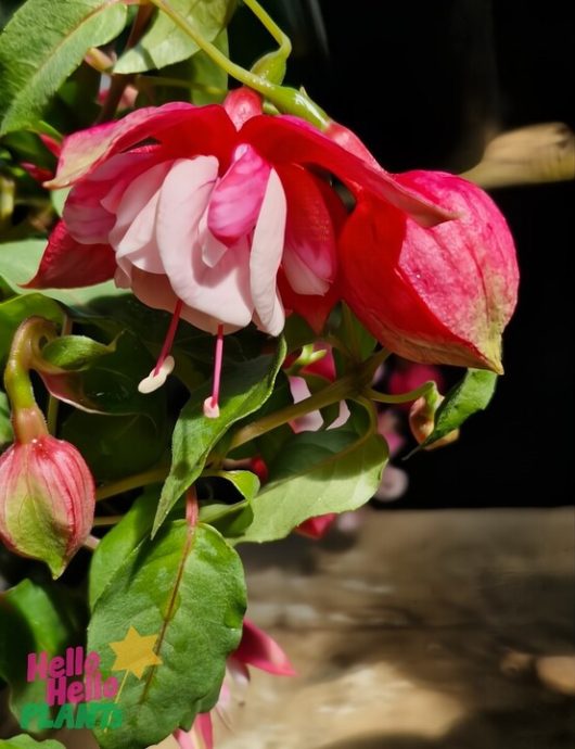 Close-up of Fuchsia 'Fairytales Addison' 10" hanging basket showcasing vibrant pink and white blooms, green leaves, and buds against a dark background, evoking an enchanting allure.