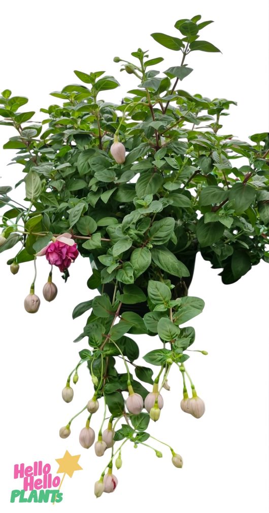 The Fuchsia 'Fairytales Paris' 10" hanging basket features a potted plant with vibrant green leaves, unopened buds, and one open fuchsia flower, evoking a fairytale from Paris.