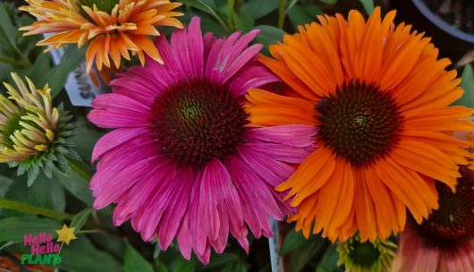 Close-up of vibrant pink and orange Echinacea Sunseekers® 'Mineola' flowers in a 6" pot, featuring dark green centers and lush green leaves.