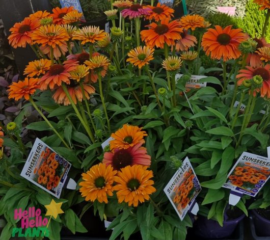 Echinacea Sunseekers® 'Mineola' in 6" pots feature vibrant orange and red blooms with lush green leaves, perfect for an outdoor display.