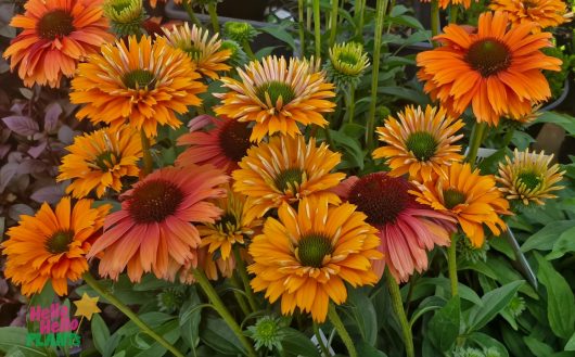 In a charming garden setting, Echinacea Sunseekers® 'Mineola' in a 6" pot blooms with vibrant orange flowers, their green stems and leaves creating a picturesque scene.