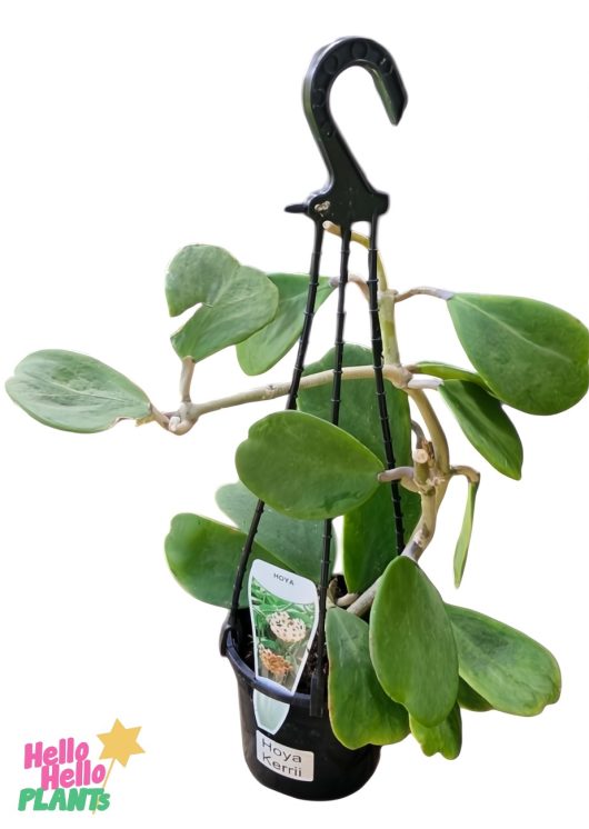 The Hoya 'Kerrii' 5" pot comes in a stylish black hanging basket with a curved hook and name label, adding elegance to your décor.